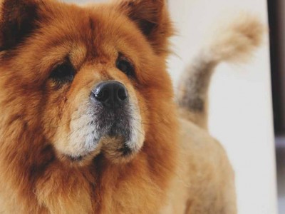 Dog Bit Injury Attorney New Jersey | Jeffrey M. Bloom