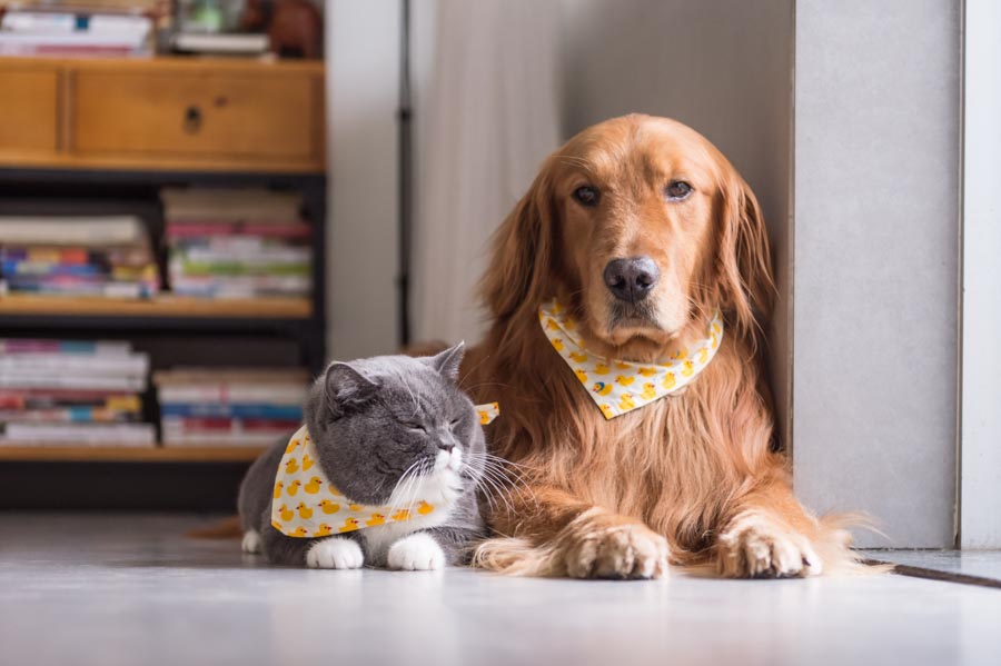 Workers' Comp: Tripping Over Dog | Bloom Law Office, West New York